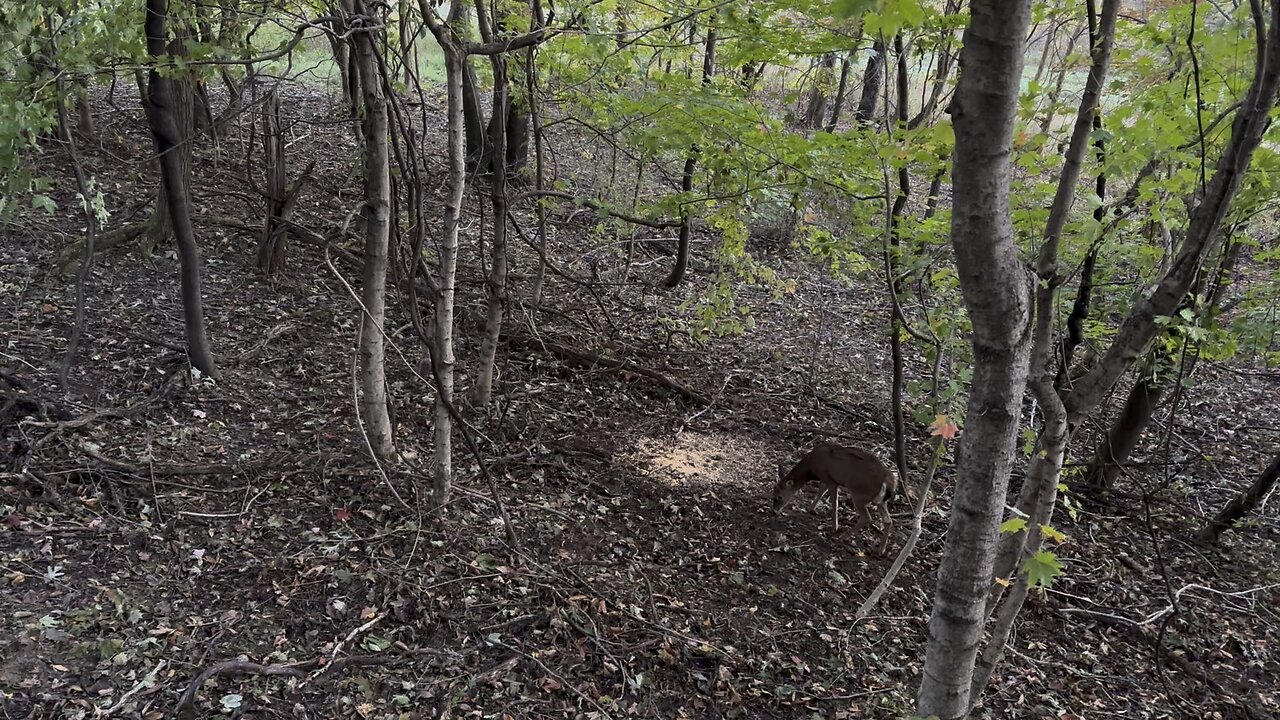Ohio buck kill