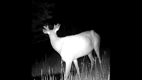 Deer Trail Game Camera 05-11-2025 Nice Size Mother's Day Buck