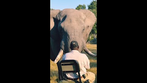 Face To Face With The African Elephant