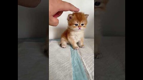 Cute kitten