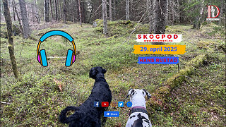 Skogpod med Hans Rustad 29. april 2025