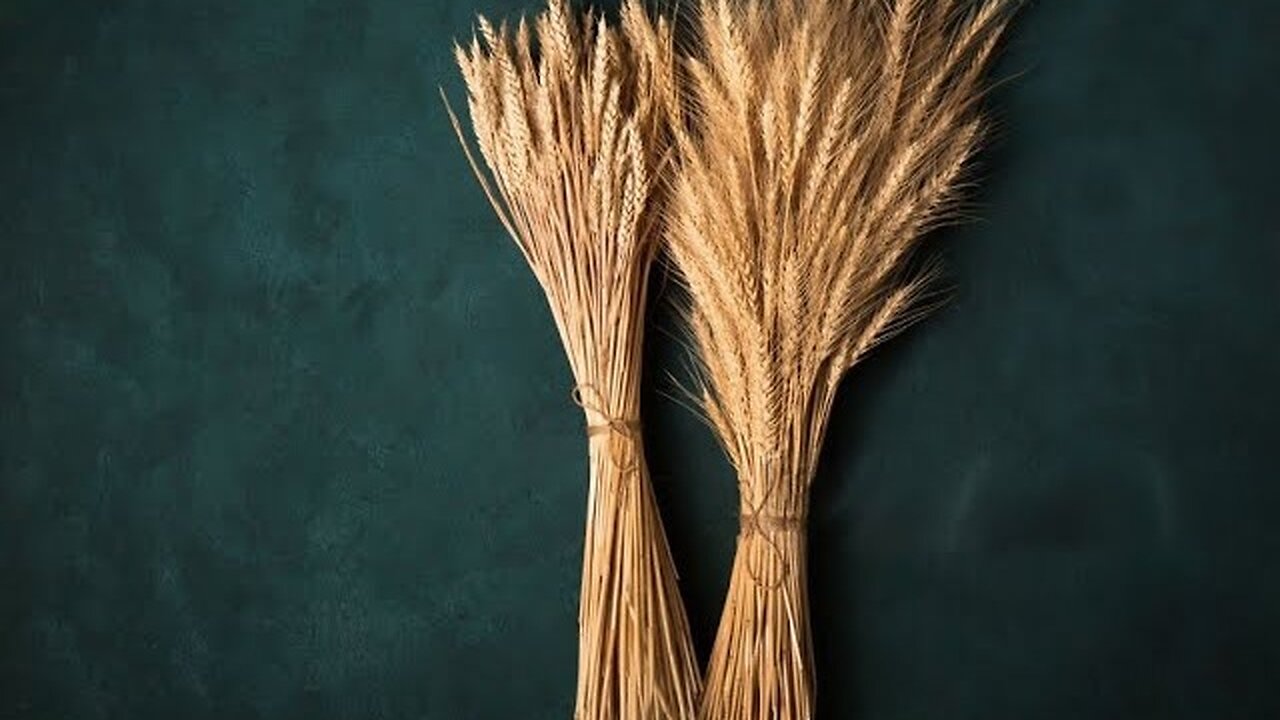 "TWO SHEAVES STOOD IN A FIELD" - JUNE 27, 2025