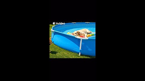 When you just want to relax, but your neighbor has other plans 😼🐶💦 #CatVsDog #SummerVibes #Pool