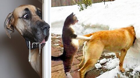Funny Animals' Town - Funniest Cats and Dogs 🐶🐱 ｜ Funny Animal Videos #rumbleshorts#funnycat
