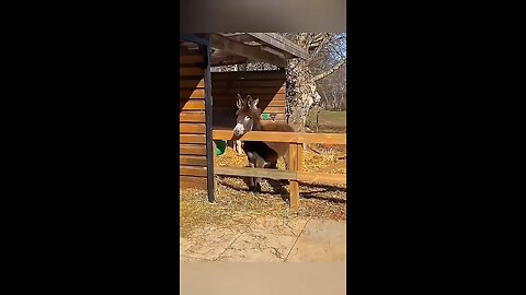 Funny moments of animals