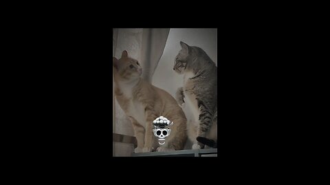 Cat 🐈 Emotion Like human