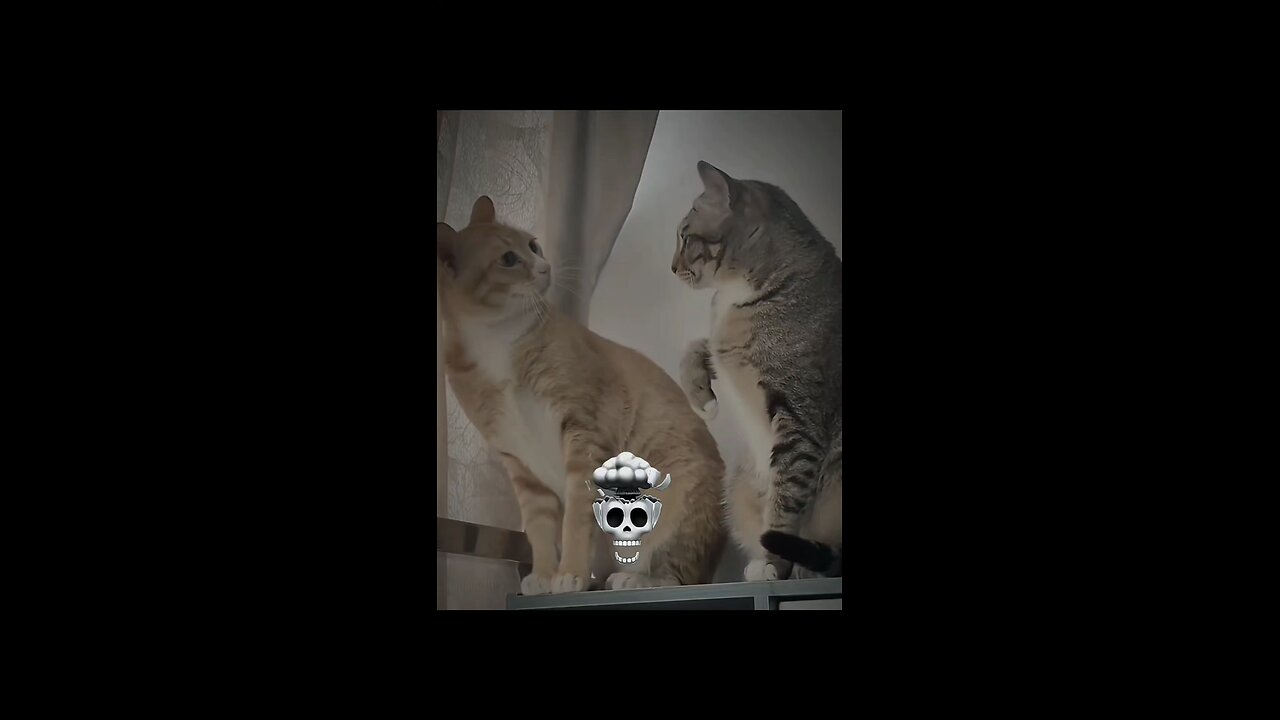 Cat 🐈 Emotion Like human