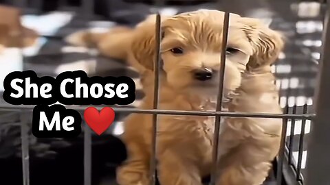 When a Puppy Chooses YOU..? ❤️ #Adorable