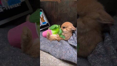 My Little Rabbit Loves Watching Dramas and Cute Pet Debut Plan Rabbit Pastoral Little Cute Pet