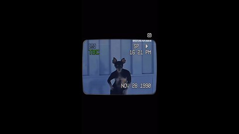 This is what your Pets do when you leave