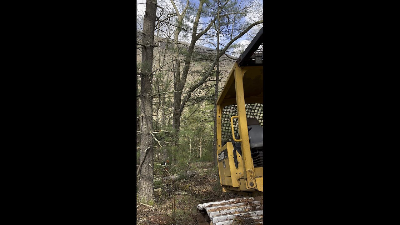 Power Line directional felling big black oak