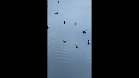 Mallard Ducks 🦆 #mallardducks #ducks #duck #followme #swimming #shorts #viral #trending