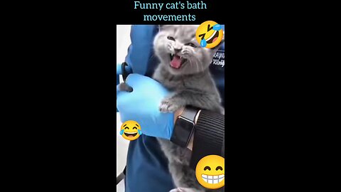 funny videos cat bathing