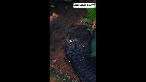 Snake facts