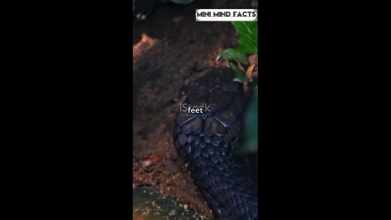 Snake facts