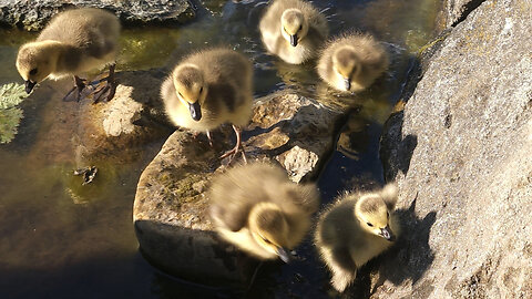 Baby Geese Jumping Out of Pond