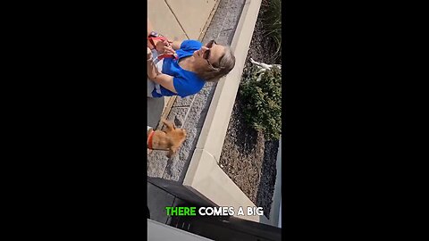 rescue dogs