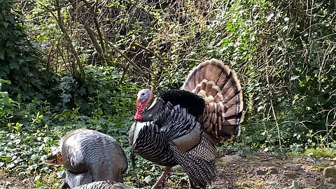 ☀️Happy Sunday Turkey Time!!!🦃🥹🦃