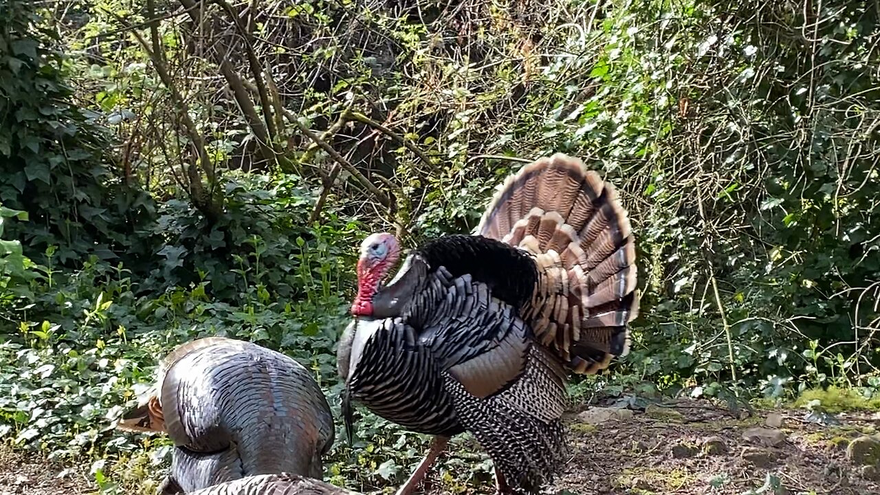 ☀️Happy Sunday Turkey Time!!!🦃🥹🦃