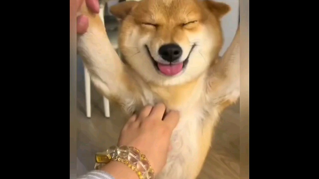 Dogs lovely smile