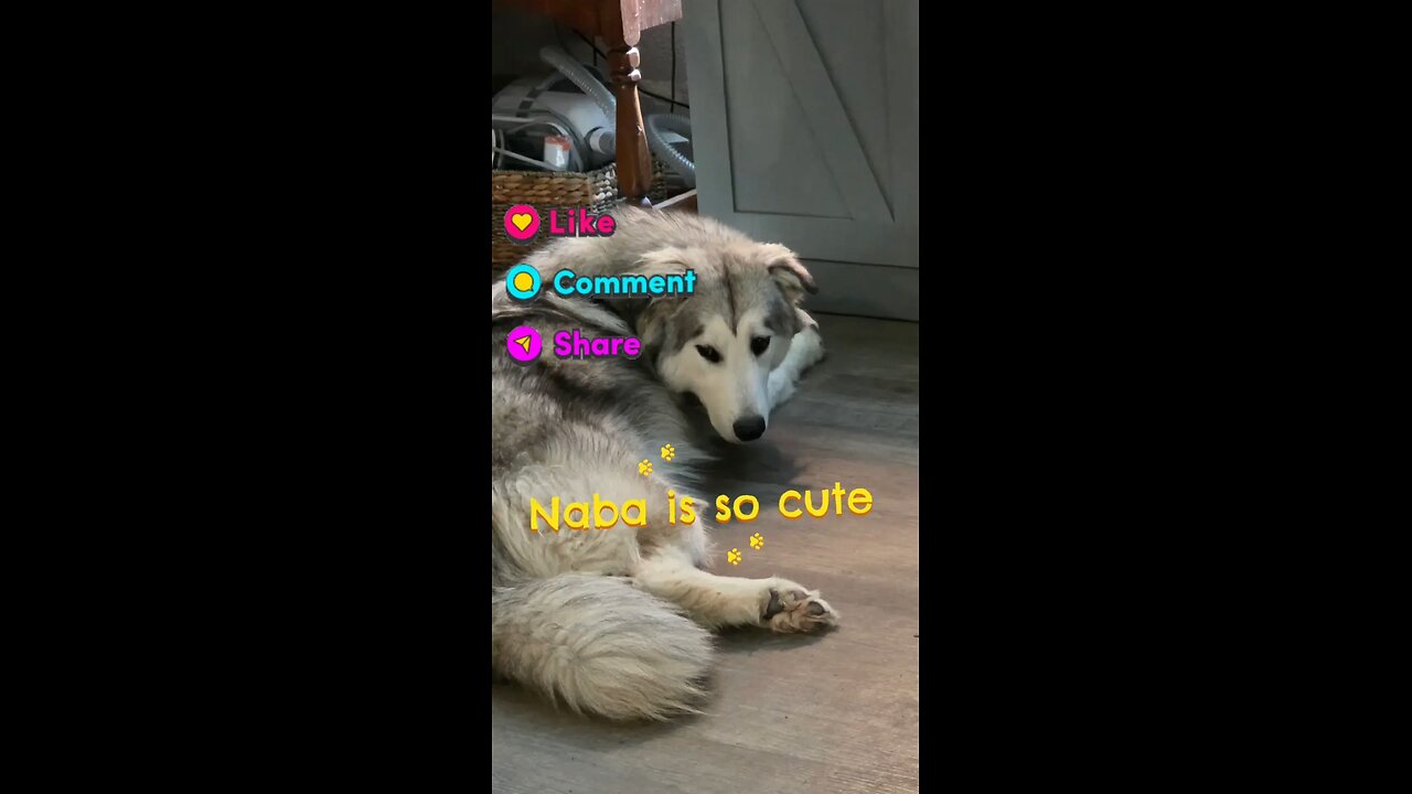 Do you love your Pets