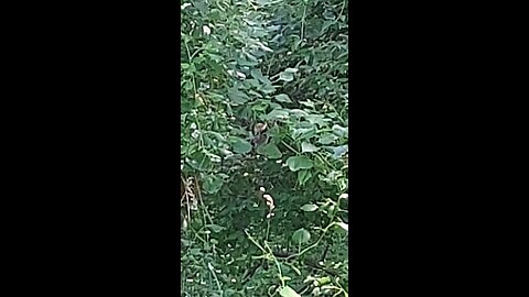 deer in the trees