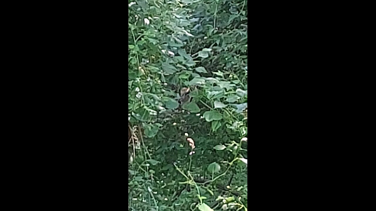 deer in the trees