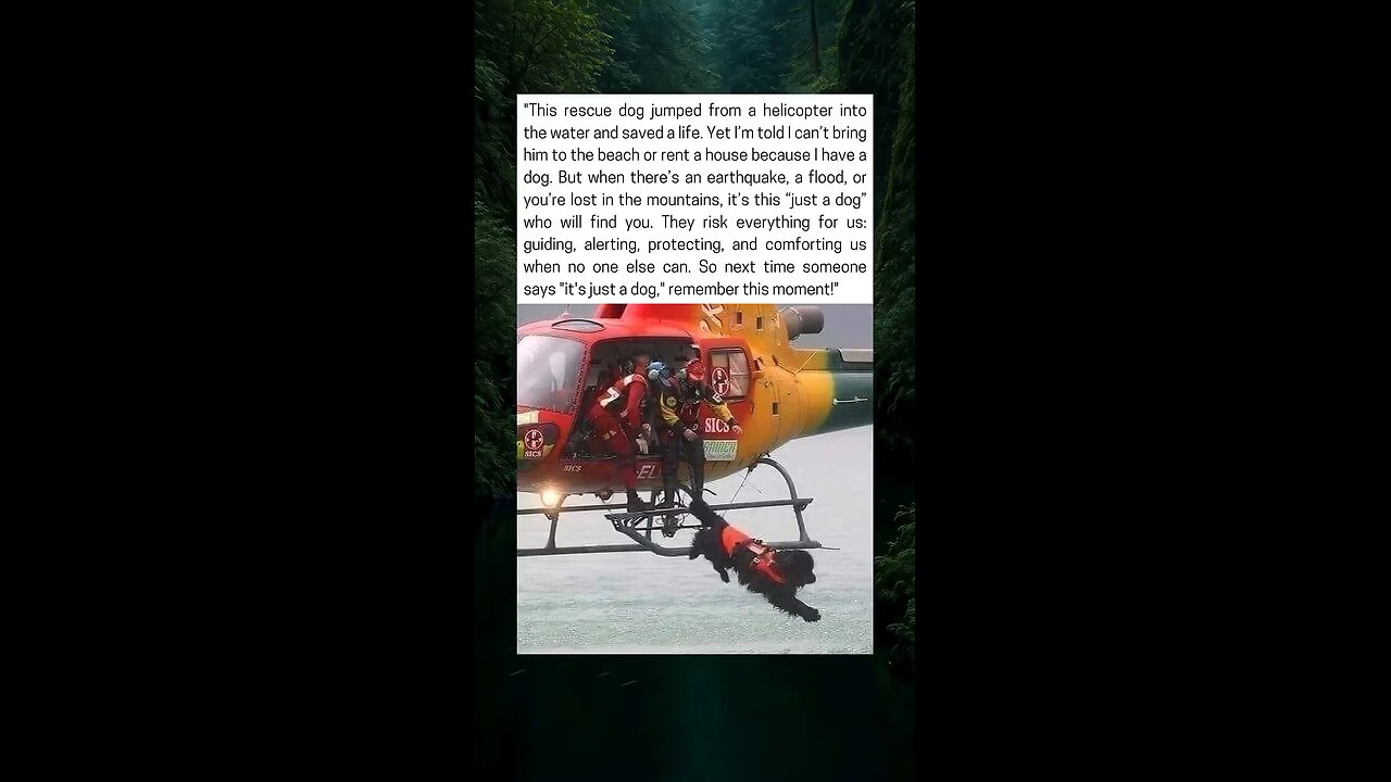 Dog Jumped From Helicopter To Save A Life