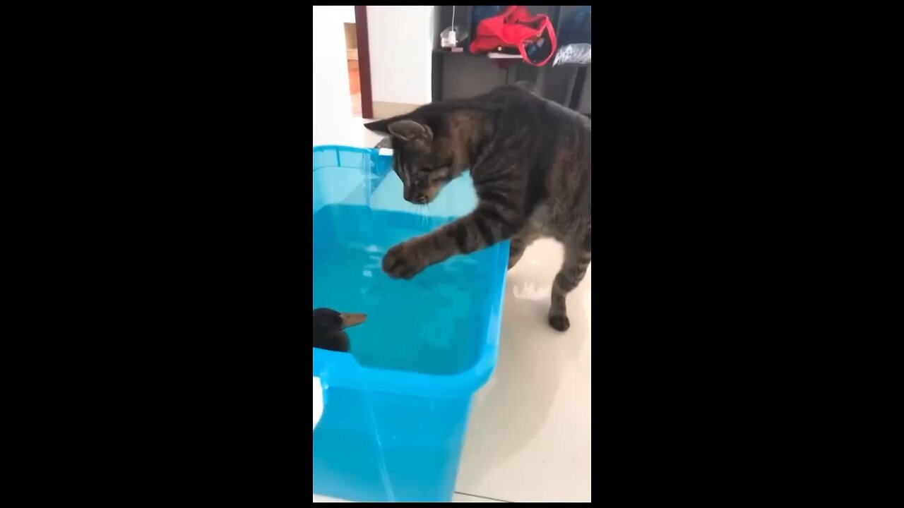 Funny cat video