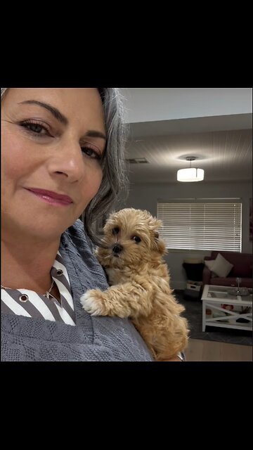 Everyone, meet Miss Myla—our sweet, cheeky, and utterly loveable little Maltipoo.⁣