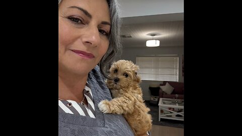 Everyone, meet Miss Myla—our sweet, cheeky, and utterly loveable little Maltipoo.⁣