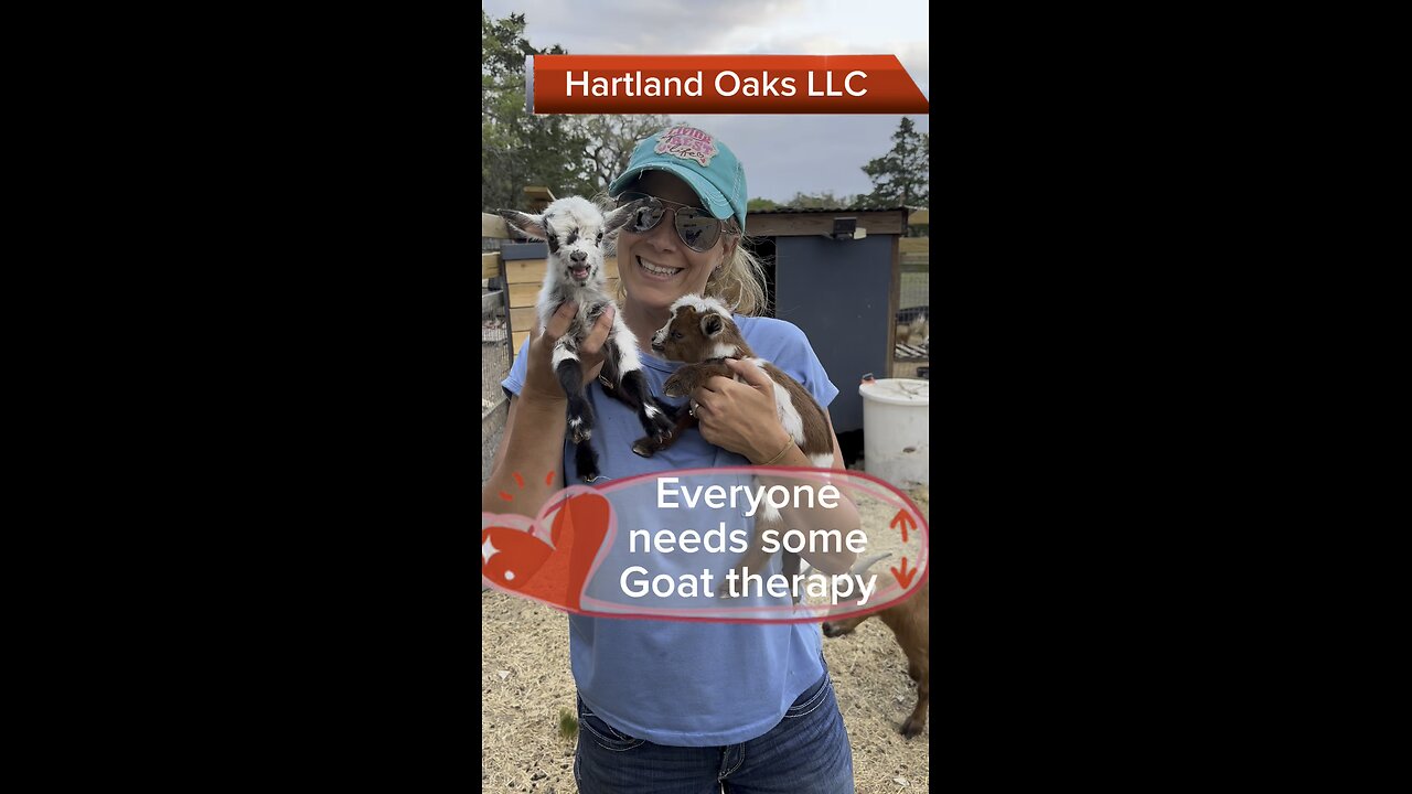 Goat Therapy at Hartland Oaks with more new cute babies.