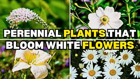 12 Favorite Perennial Plants That Display White Flowers - Plant These Now! G03