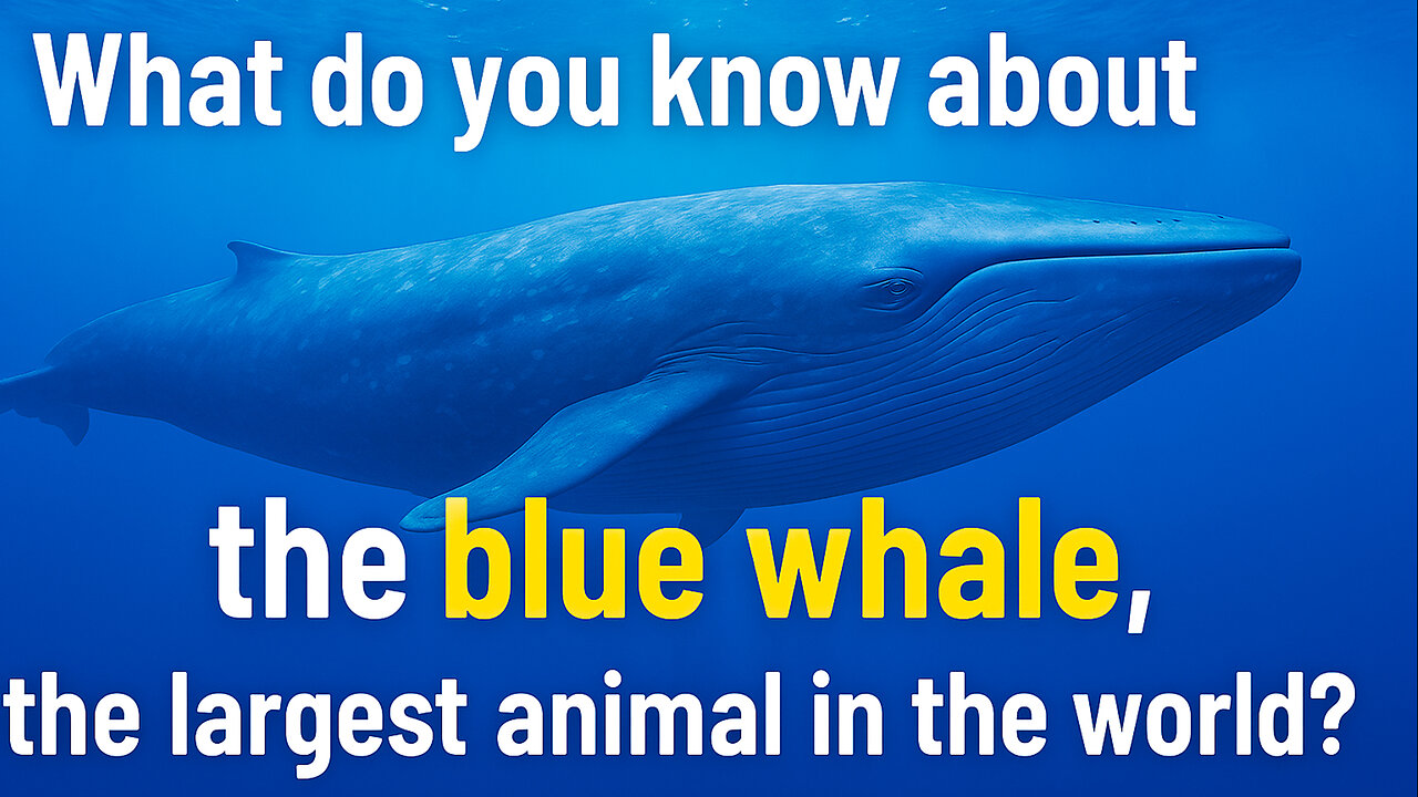 What do you know about the blue whale, the largest animal in the world?