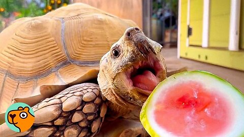 Family Builds Small Oasis For Their 175 Lbs Tortoise | Cuddle Buddies