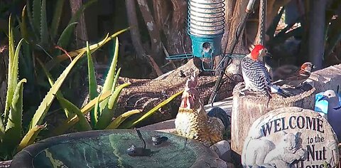 Florida Bird Bath Feeder SWFL Live Camera HD