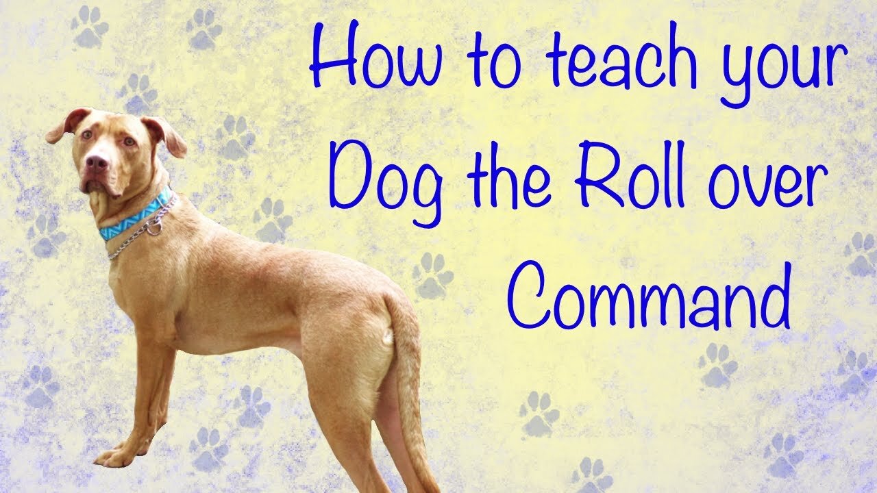 How To Teach Your Dog To Roll Over