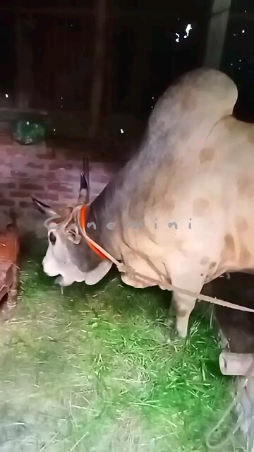 NEWSMAX2 LIVE | Real News for Real People?