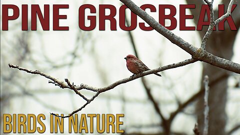 Pine Grosbeaks