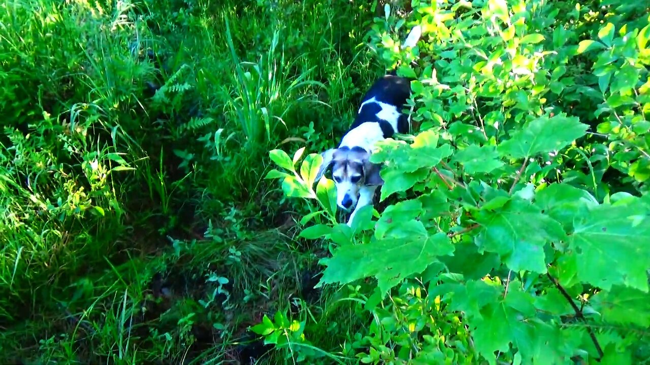 Bandit