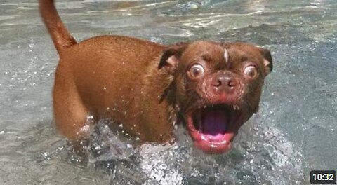Animals' First Shock With Water 😂 Funniest ANIMAL Videos 2025