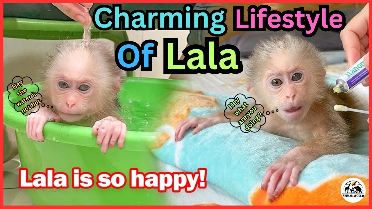 Lala is Given Special Care and Medicine By Thuy!