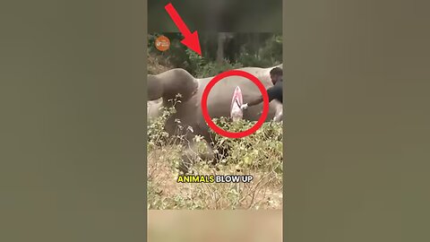 The Science of Exploding Animals #animals