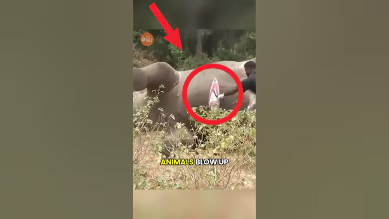 The Science of Exploding Animals #animals