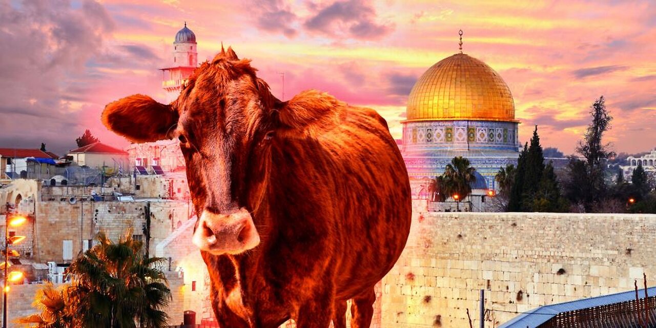 Third Temple Update: Perfect Red Heifer Approved, First Stone to Be Laid Soon
