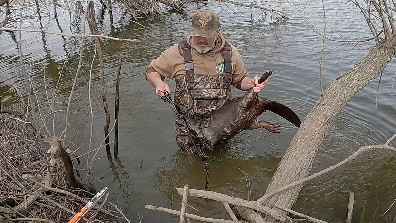 Trapping Nuisance BEAVERS! From Pond (S6 Ep 16)
