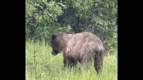 Grizzly attacked?