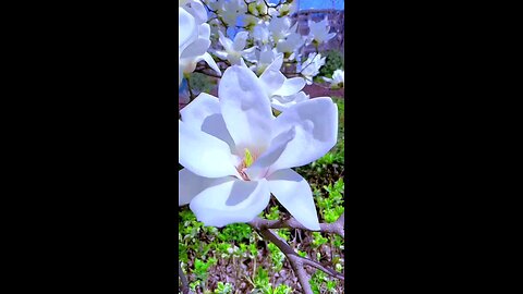 Mesmerizing Yulan Magnolia Blooming in 4K | Nature’s Pure Elegance! 🌿✨