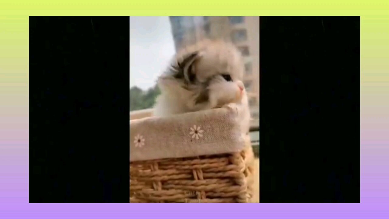 cute animals