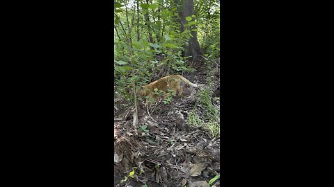 Rijik 🐈 in nature.